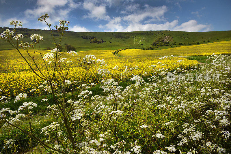 South Downs in May